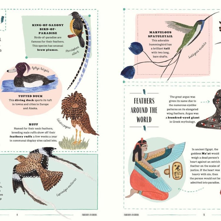 Fly Bird Owner Fly: A Family Guide to Birds and How to Spot Them | Simblist Group